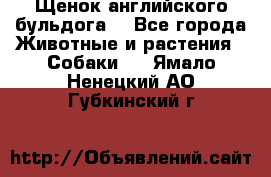 Щенок английского бульдога  - Все города Животные и растения » Собаки   . Ямало-Ненецкий АО,Губкинский г.